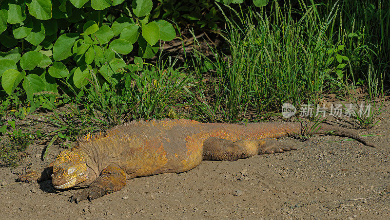 加拉帕戈斯陆地鬣蜥(Conolophus subcristatus)是鬣蜥科中一种非常大的蜥蜴。它是石竹属的三种之一。它是Galápagos群岛的特有种，位于费尔南迪纳群岛干燥的低地。